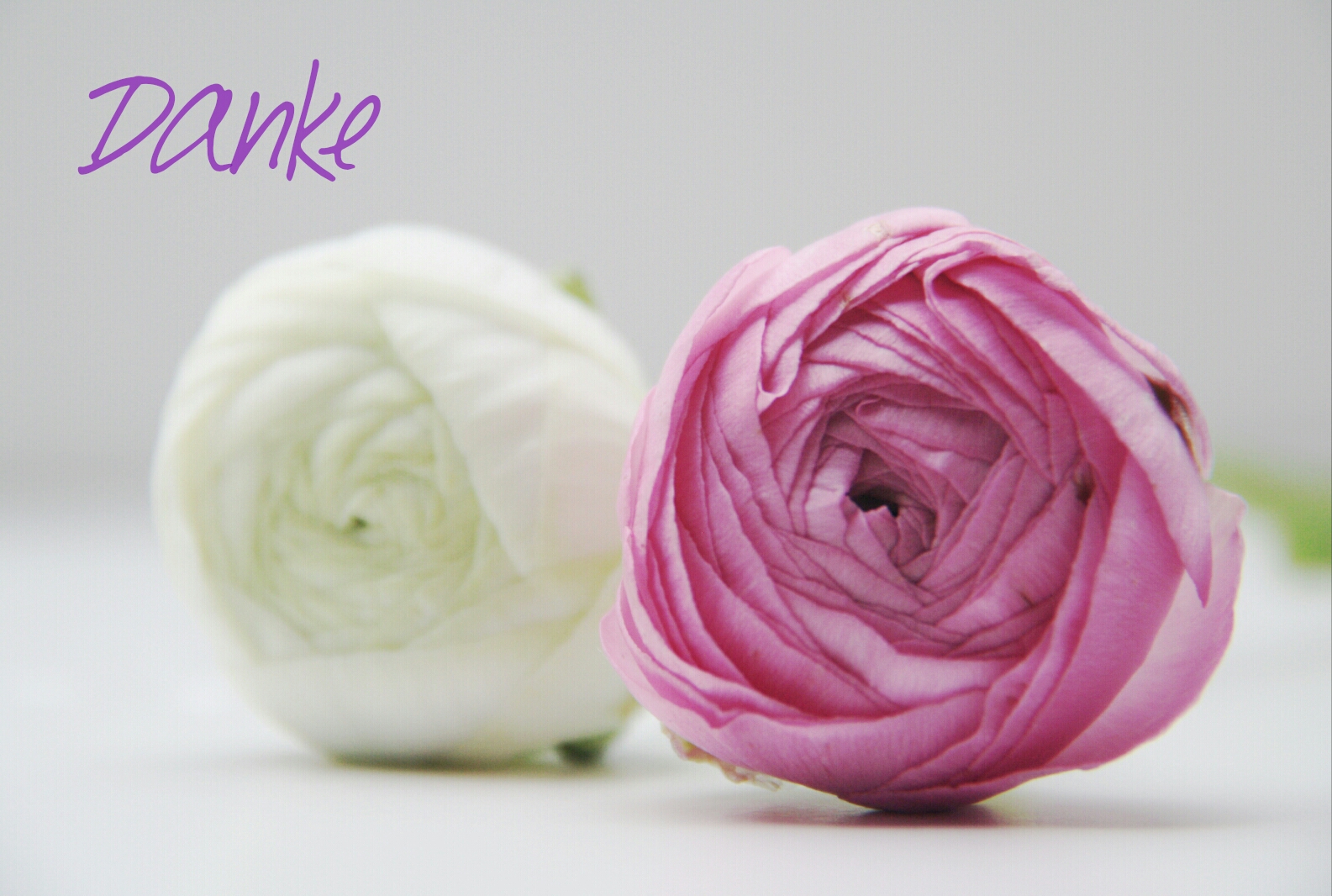 Eine Nahaufnahme einer weißen und einer pinkfarbenen Rose nebeneinander. Darüber steht das Wort Danke.